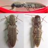 Agriotes pilosellus